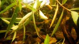 aquarium-von-miv-nadika-2015---2017_Snack Schnecke am Stock Weidenzweige aus dem großen Becke