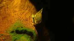 Aquarium einrichten mit Ohrgitterharnischwels, im Vordergrund Spirulinabrei.