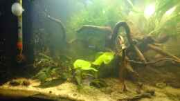 Aquarium einrichten mit Wasserbanane (Nymphoides aquatica, Mitte vorn)