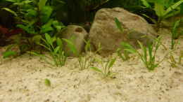 aquarium-von-leon-st-colomesus-asellus-im-gesellschaftsaquarium_Echinodorus tennelus vor Steingruppe