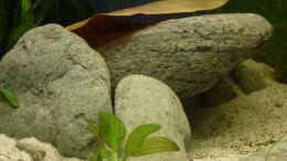 aquarium-von-leon-st-colomesus-asellus-im-gesellschaftsaquarium_Steinhöhle auf der rechten Seite des Beckens