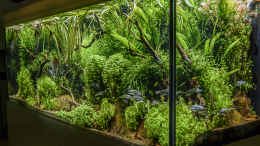 aquarium-von-jarb-green-forest_schräg rechte Ansicht