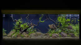 aquarium-von-jarb-green-forest_6 Tage in Betrieb