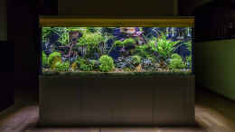 aquarium-von-jarb-green-forest_Frontansicht 03-2023