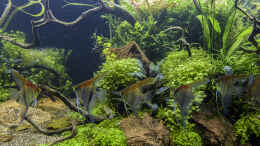 aquarium-von-jarb-green-forest_Einer gibt den Ton an