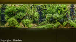 aquarium-von-jarb-green-forest_1000 Liter frontal