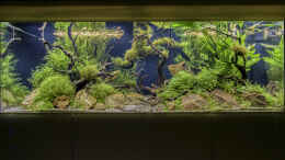 aquarium-von-jarb-green-forest_Frontansicht nach ca. 7 Monaten
