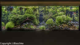 aquarium-von-jarb-green-forest_Frontansicht 06-2020