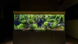 aquarium-von-jarb-green-forest_Frontansicht - mit neuer kleiner Wurzel im Vordergrund links