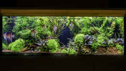aquarium-von-jarb-green-forest_Sylvester 2019