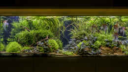aquarium-von-jarb-green-forest_Frontansicht 03-2020