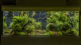 aquarium-von-jarb-green-forest_Sonnenaufgang