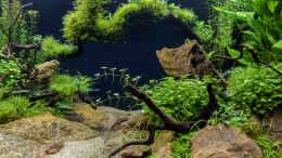 aquarium-von-jarb-green-forest_Felsen selbst gesammelt