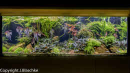 aquarium-von-jarb-green-forest_Frontansicht 02-2021