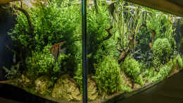 aquarium-von-jarb-green-forest_schräg linke Ansicht
