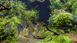 aquarium-von-jarb-green-forest_Alle sechs Rotrückenrücken