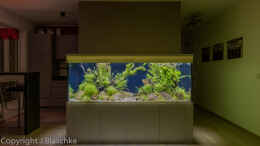 aquarium-von-jarb-green-forest_Green Forest im Wohnraum