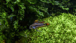 aquarium-von-jarb-green-forest_Kakadu-Zwergbuntbarsch Männchen