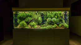 aquarium-von-jarb-green-forest_Amazonas im Wohnzimmer