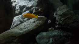 aquarium-von-mel-540-l-malawi-rock_