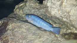aquarium-von-mel-540-l-malawi-rock_Socolofi Weibchen nr. 2 (Maul voll)
