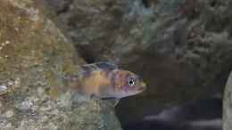 aquarium-von-mel-540-l-malawi-rock_metriaclima estherae Ob Baby  ca 2 cm 