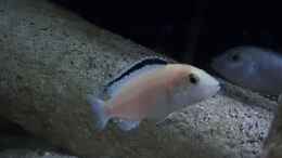 aquarium-von-mel-540-l-malawi-rock_Labidochromis caeruleus white  Nachwuchs 