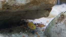aquarium-von-mel-540-l-malawi-rock_Yellow 1 cm 