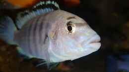 aquarium-von-mel-540-l-malawi-rock_labidochromis caeruleus white 