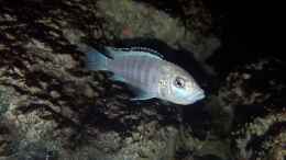 aquarium-von-mel-540-l-malawi-rock_labidochromis caeruleus white nkhata bay Weibchen (Maul voll
