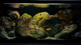 aquarium-von-mel-540-l-malawi-rock_21.1.  Es grünt so grün 