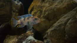 aquarium-von-mel-540-l-malawi-rock_Metriaclima estherae ob 