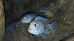 aquarium-von-mel-540-l-malawi-rock_Metriaclima estherae ob Bock 