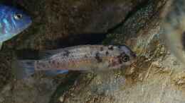 aquarium-von-mel-540-l-malawi-rock_Labeotropheus trewavasae Weibchen