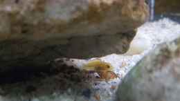 aquarium-von-mel-540-l-malawi-rock_Yellow Baby
