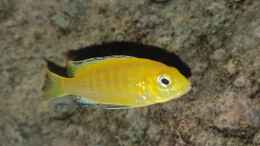 aquarium-von-mel-540-l-malawi-rock_Yellow Jungtier 