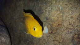 aquarium-von-mel-540-l-malawi-rock_Yellow weibchen 