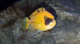 aquarium-von-mel-540-l-malawi-rock_Metriaclima estherae ob Weibchen 