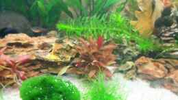 aquarium-von-chris-blubb-red-mountains_Unbekannter Fisch der als Ei mit einer Pflanze eingezogen is