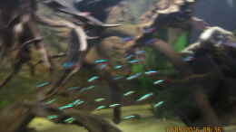 aquarium-von-ottche-erfuellter-traumnur-noch-als-beispiel_rote Neon,leider zu schnell für meine Kamera