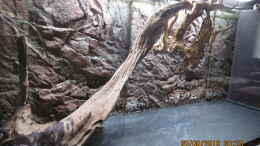 aquarium-von-ottche-erfuellter-traumnur-noch-als-beispiel_Die Hauptwurzel,rechts der HMF