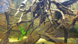 aquarium-von-ottche-erfuellter-traumnur-noch-als-beispiel_Wurzeln,Amazonasschwertpflanze