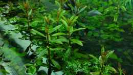 Aquarium einrichten mit Emerse Proserpinaca palustris - Triebe mit Blüten