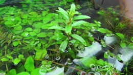 Aquarium einrichten mit Emerser Proserpinaca palustris-Trieb mit Blüten