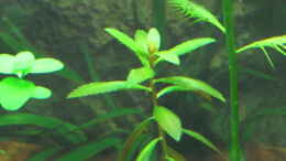 Aquarium einrichten mit Proserpinaca palustris
