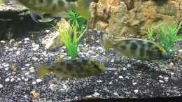 Foto mit Nimbochromis Venustus