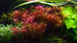 aquarium-von-der-nicky-outta-jungleaufgeloest_Rotala rotundifolia 30.01.17