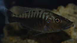 aquarium-von-matze0815-becken-33264_Tyrannochromis polyodon 