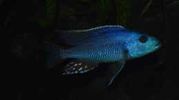 Foto mit Nimbochromis fuscotaeniatus 