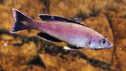 aquarium-von-axolotl-tanganjikatuempel-2-0_Cyprichromis leptosoma Kitumba